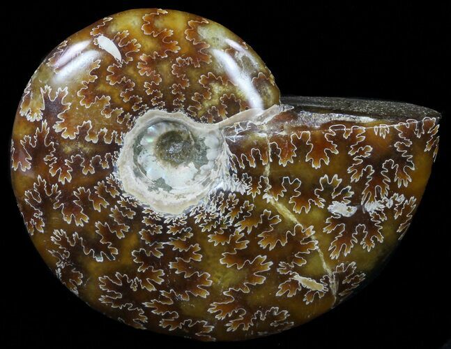 Polished, Agatized Ammonite - Madagascar #59854